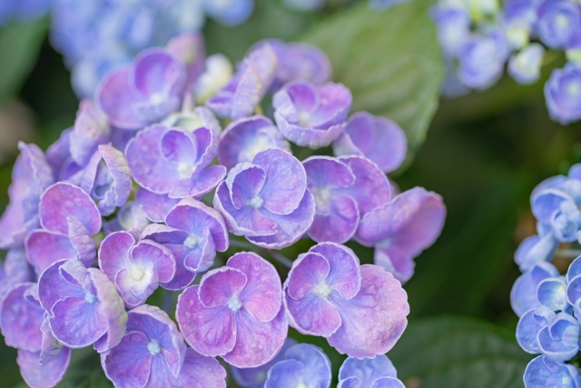 紫陽花が雨でぬれている